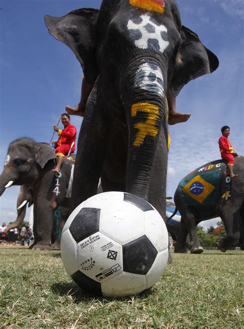 Elephant World Cup 2014 Kicks Off Metro Uk