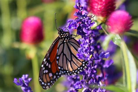 Monarch Butterfly Photograph By Carol Montoya Pixels