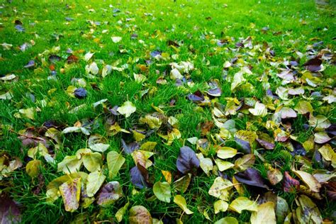 Beautiful Autumn Leaves Lay On A Green Grass Lawn Stock Photo Image