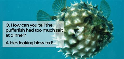 Funny Adorable And Popular Puffer Fish Memes