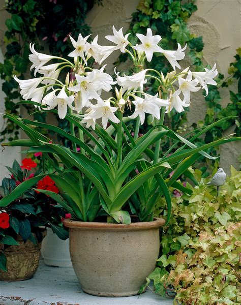 Crinum Powelli Alba J Parker Dutch Bulbs