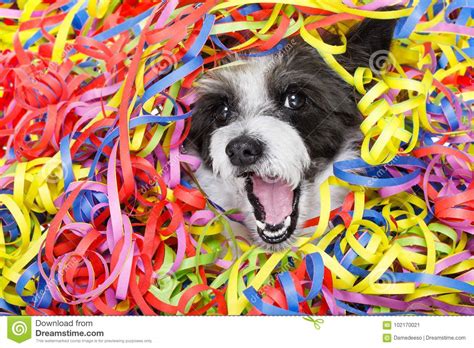 Party Celebration Dog Stock Image Image Of T Halloween 102170021