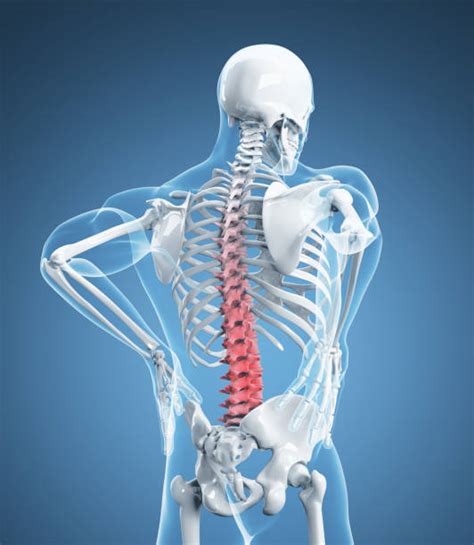 100 Low Back Pain Skeleton Stock Photos Pictures And Royalty Free