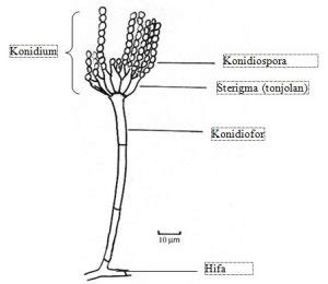 Ascomycota Pengertian Ciri Struktur Reproduksi Contoh