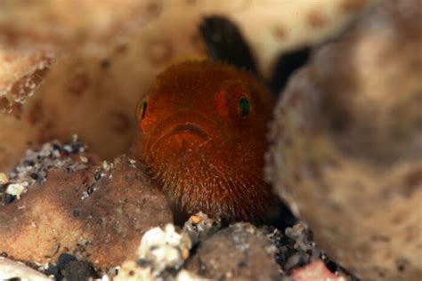 4 Fun Facts You Didnt Know About Gobies Asian Geographic Magazines