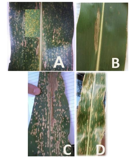 Sintomas De Doenças Observadas Durante O Ciclo Da Cultura Do Milho
