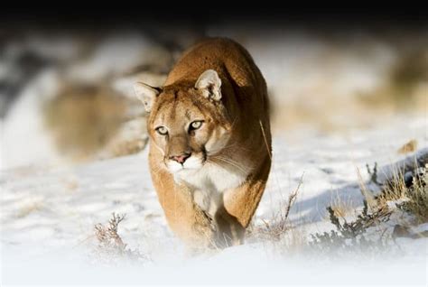 Guided Cougar Hunting Packages And Hunting Adventures Bc Canada