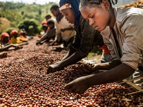 Coffee Producing Countries Africa Coffee Geek