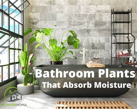 10 Best Bathroom Plants That Absorb Moisture Planterhoma