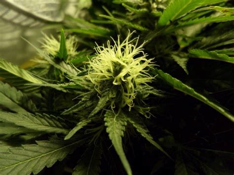 Ab einer länge von rund 15 zentimetern und 200 gramm ist das gemüse ideal für die küche. Wann ist die richtige Zeit, um sein Cannabis zu ernten?