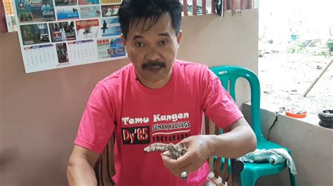 Anda juga bisa menggunakan pulut atau getah pohon nangka untuk menangkap burung. Cara pasang cincin (ring) burung perkutut - YouTube