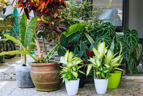 20 Shade Loving Plants For Containers Bob Vila