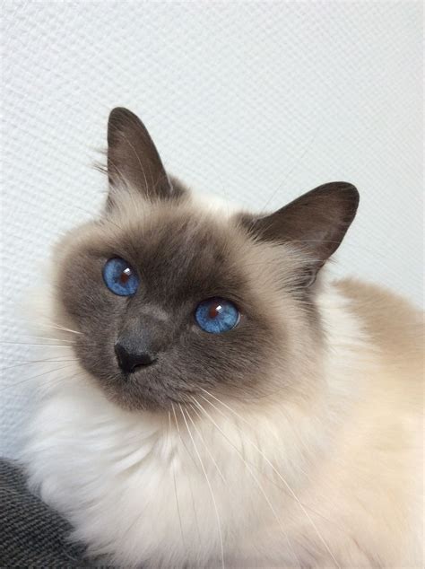 Cerise Sacred Birman Birman Cat Blue Point Sacré De Birmanie