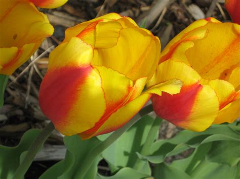 Spring Color Inspiration Tulips A Little Design Help
