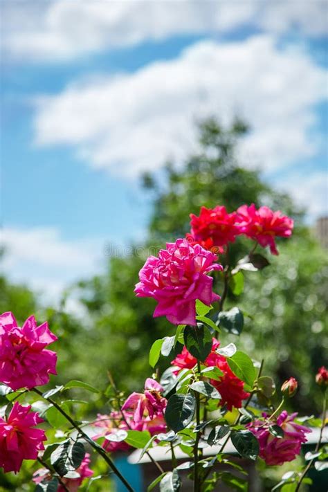 Beautiful Rose Bush Stock Image Image Of Colorful Botanic 119526921