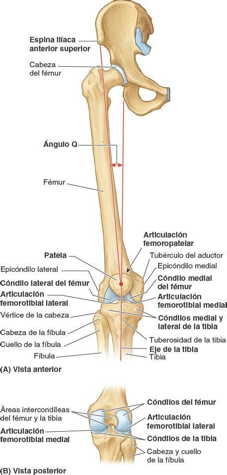 Solution Tabla De Articulaciones Del Miembro Inferior Anatomia The