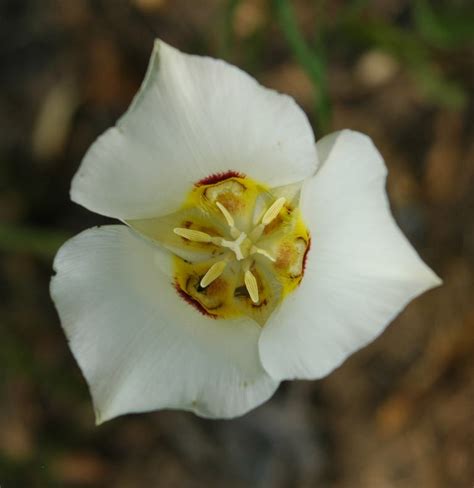 Ritzel Blog Utah State Flower