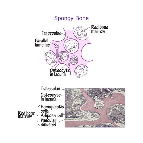 The differences between compact and spongy bone are best explored via their histology. Fruit: Microscopic Structure Of Spongy Bone