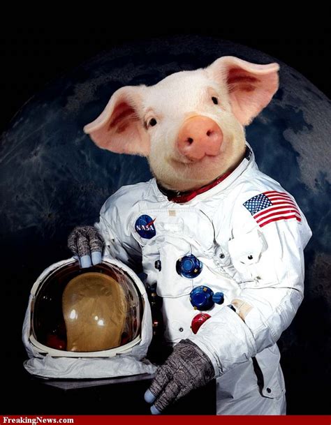 Animals In Space Suits Thread Anyone 71881215 Added By Fireonwater