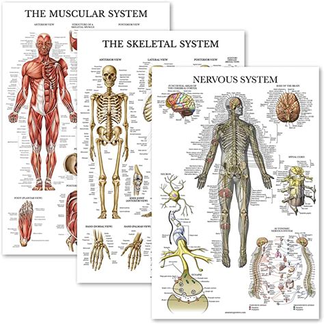 Uk Anatomy Poster