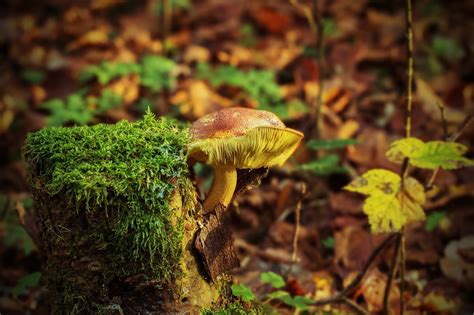 Weitere ideen zu pilze, essbare pilze, pilze im garten. Vortrag: Speisepilze selbst züchten - Einführung in die ...