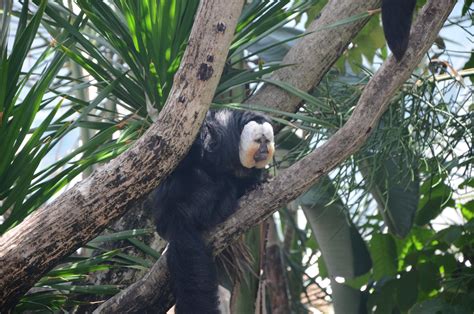 Several types of plants have adapted to live in the canopy itself, either climbing existing rainforest trees to reach the light or living in the treetops. L PENDERGRAST'S APBIOLOGY: Kelly - scavenger hunt post #8