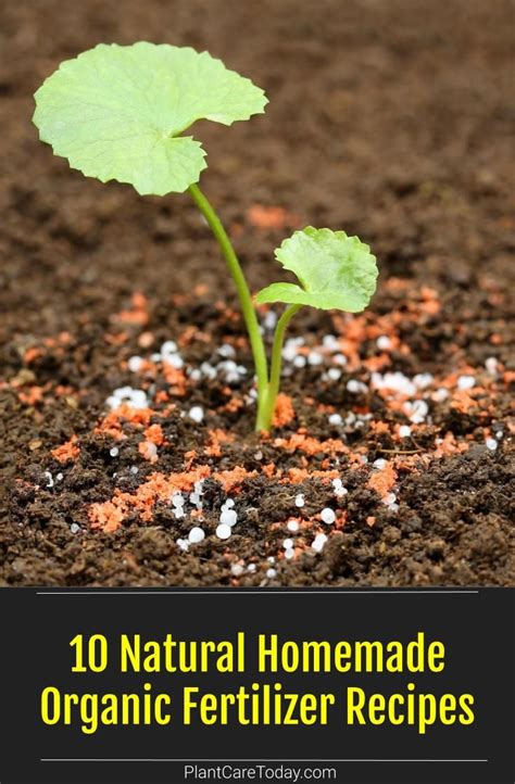 10 Natural Homemade Organic Fertilizer Recipes Fertilizer For Plants