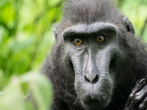 Fotos Gratis Animal Fauna Silvestre Selva Mamífero Primate