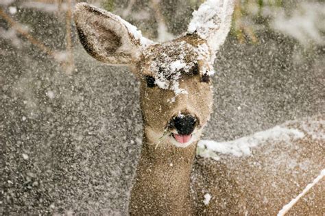 How Animals Survive In Winter