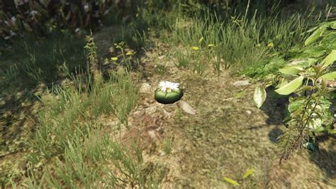 For How Long Will The Peyote Plants Be Available In Gta Online