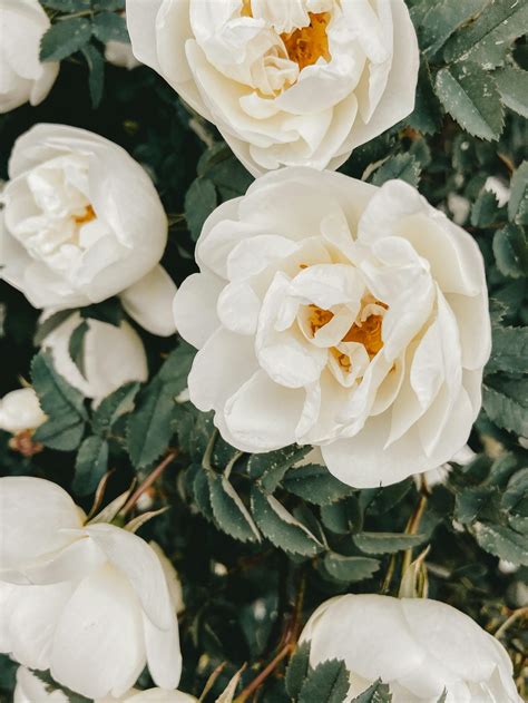 White Roses In Close Up Photography · Free Stock Photo