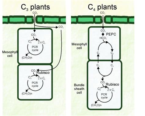 C4 Photosynthesis Discovered In Wheat Seeds Wheat Is A C3