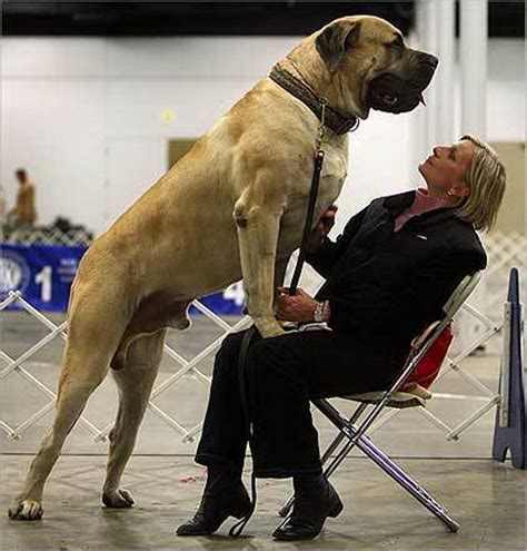 Worlds Largest Dog Zorba The English Mastiff
