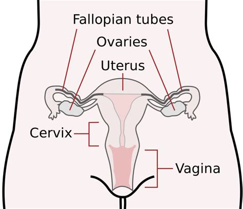 What Is Effacement And Dilation Of The Cervix Vicki Hobbs