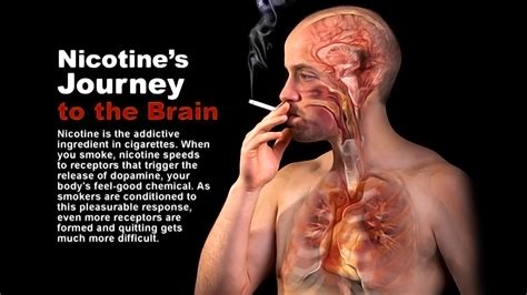 nicotine s journey to the brain storymd