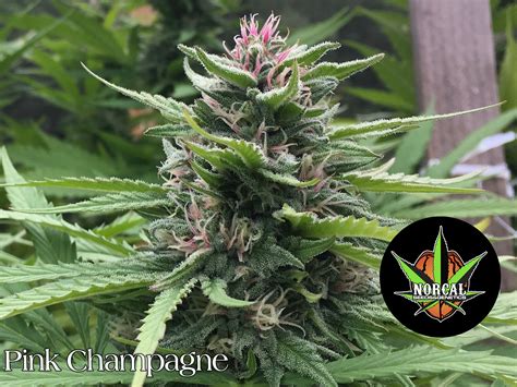 PINK CHAMPAGNE – NorCal Seeds and Genetics