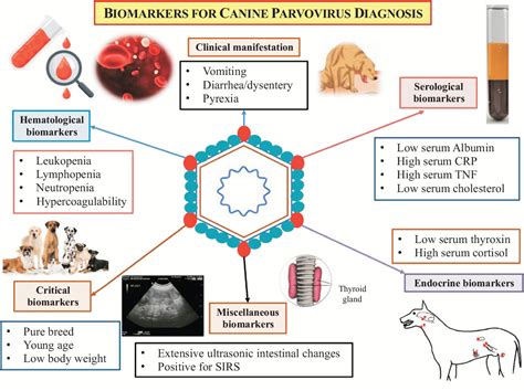 Canine Parvovirus Bioguardlabs