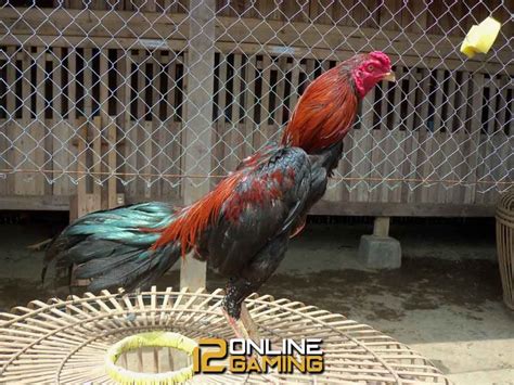 Chilling injury adalah kerusakan yang terjadi pada produk pertanian akibat terpapar suhu dingin. Ciri Ciri Fisik Ayam Pakhoy Asli - Ini Cirinya