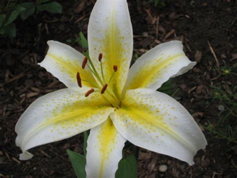 A long curved fruit with a thick yellow skin and soft flesh, that grows on trees in hot countries. Plants With White Flowers: Perennials, Annuals, Bulbs, and ...
