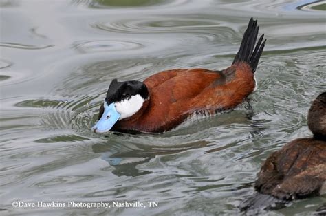 Tennessee Watchable Wildlife Ruddy Duck Habitat Tennessee