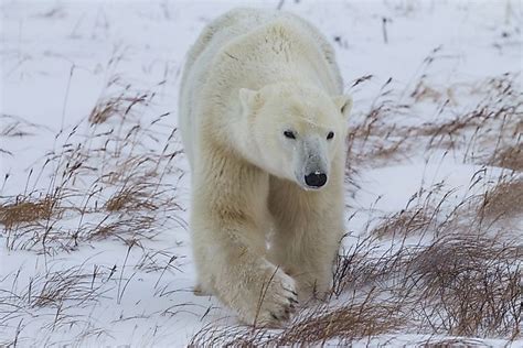 What Are The Largest Bear Species