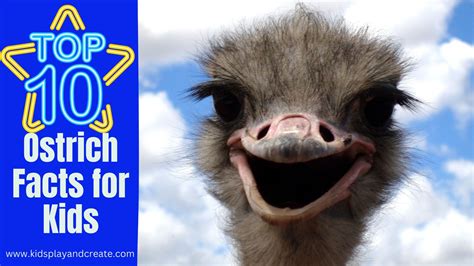 Top 10 Ostrich Facts For Kids Kids Play And Create