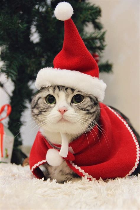 Cute Christmas Cat Hat And Neckerchief Cats Love Life