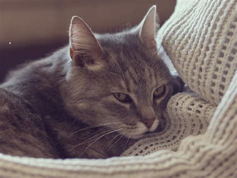 Can bladder stones be prevented? Diets for cats with bladder stones and urinary crystals