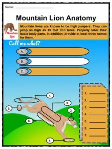 Check spelling or type a new query. Mountain Lion Facts, Worksheets, Habitat, Anatomy and Life ...