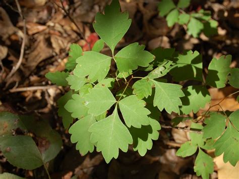 Brendas Texas Wild Garden Poison Ivy