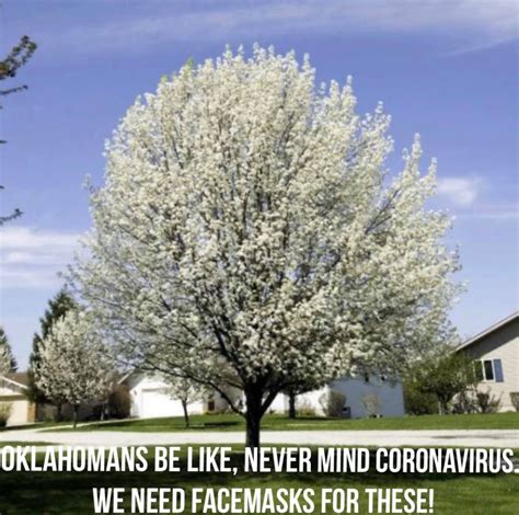 Bradford pear trees and other callery pear trees are extremely over planted, have weak branching patterns that cause tons of maintenance issues, and emit a terrible odor when flowering in the is a bradford pear tree's fruit edible? Pin by pamela holt on TRAVEL-OKLAHOMA in 2020 | Flowering ...