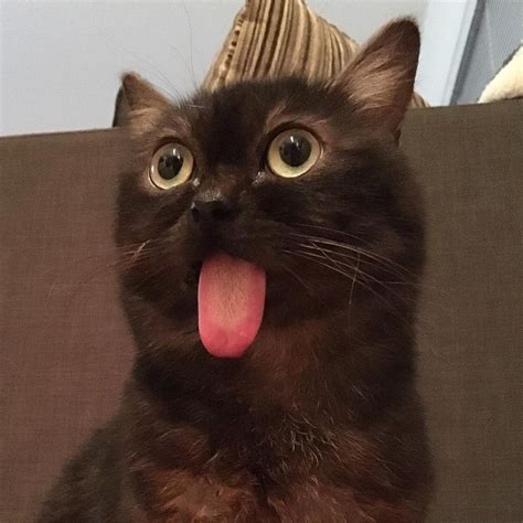 Front teeth pushed too far forward. cat tongue sticking out magoo 5 - Dog N' Meows