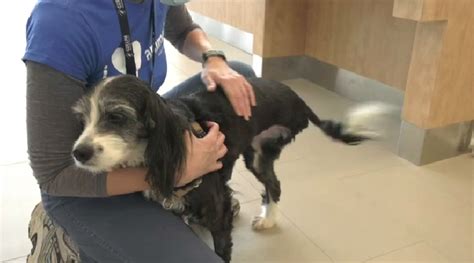 Three-legged dog at Guelph Humane Society learns to walk again