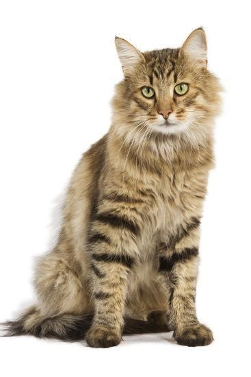 Norwegian Forest Brown Tabby Cat Photographic Print